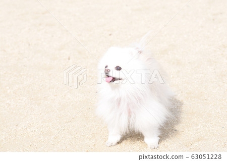 白色的博美犬與可愛的笑容 白色的博美犬與可愛的笑容 63051228