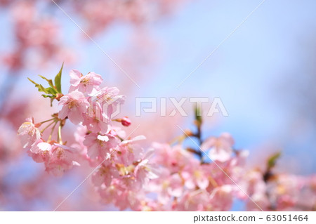 Gongendo公園春天川津櫻天氣晴朗 63051464