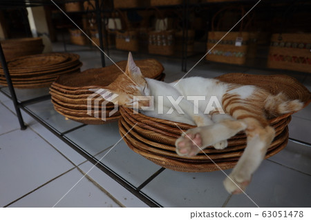 Cat Cat 63051478