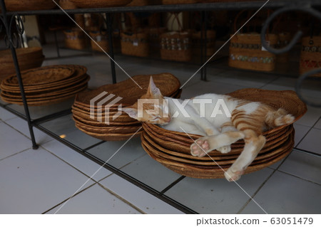 Sleeping cat Sleeping cat 63051479