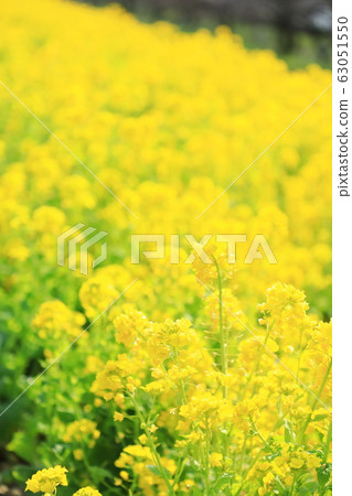 Gongendo Park Spring Full bloom Sunny 63051550