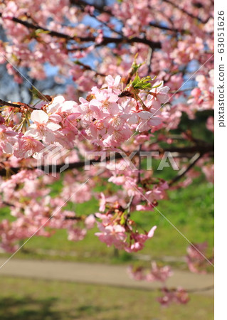 貢多多公園春季盛開晴天 63051626