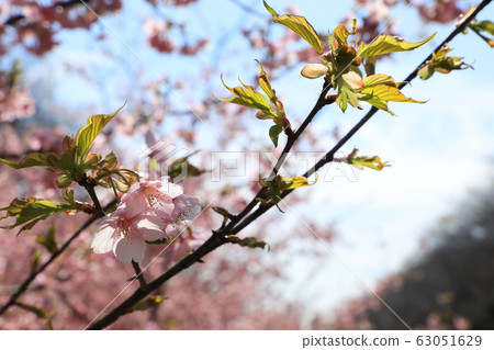 貢多多公園春季盛開晴天 63051629