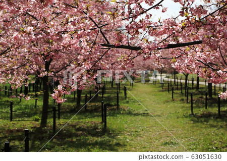 貢多多公園春季盛開晴天 63051630