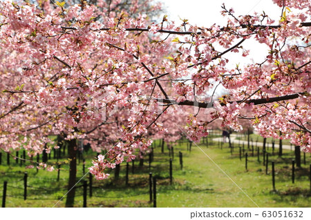 貢多多公園春季盛開晴天 63051632