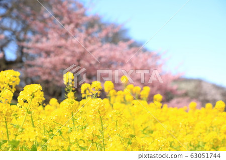 貢多多公園春季盛開晴天 63051744