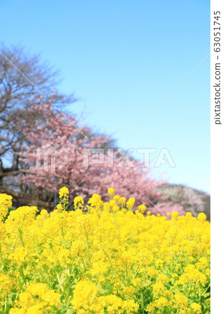 貢多多公園春季盛開晴天 63051745