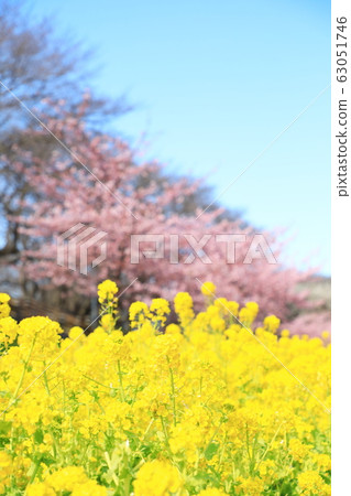 貢多多公園春季盛開晴天 貢多多公園春季盛開晴天 63051746