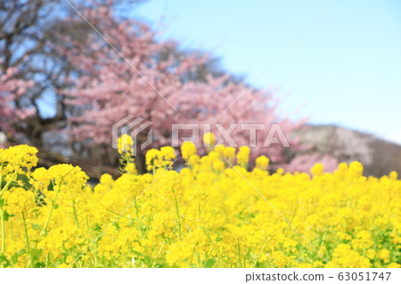 貢多多公園春季盛開晴天 貢多多公園春季盛開晴天 63051747