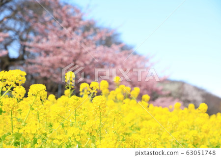 貢多多公園春季盛開晴天 貢多多公園春季盛開晴天 63051748