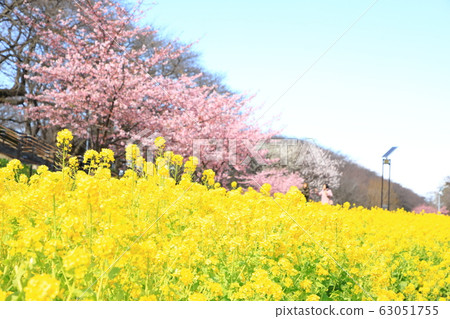 貢多多公園春季盛開晴天 貢多多公園春季盛開晴天 63051755