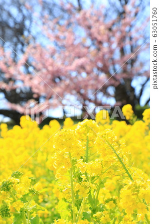 Gongendo Park Spring Full bloom Sunny 63051760