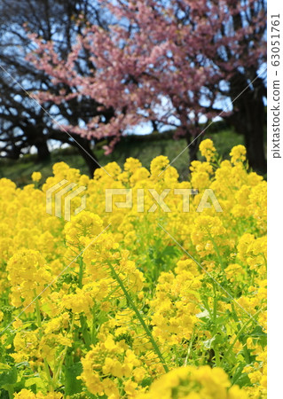 Gongendo Park Spring Full bloom Sunny 63051761