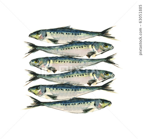 6 sardines lined with sardines watercolor 63051885