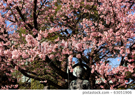 Mizokake Jizouson at Mizozo-in Temple and the cherry blossoms in full bloom (2) 63051906