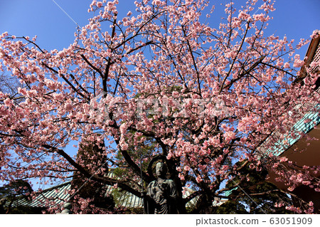 Mizukake Jizouson at Mizzo-in Temple and the cherry blossoms in full bloom (5) 63051909