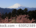 Kawazu Sakura and Fuji 63052389