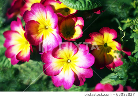 報春花@ Polyantha花 63052827