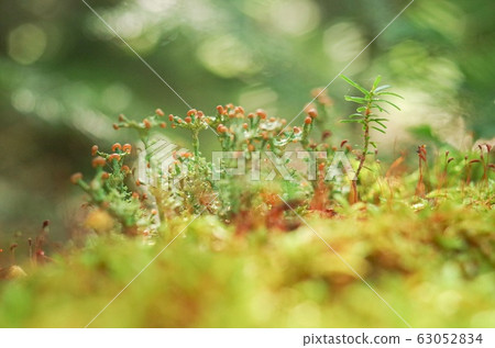 Fallen trees in the primeval forest Fallen trees in the primeval forest 63052834