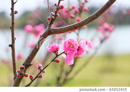 Peach blossoms　 63052935
