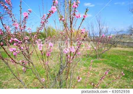Peach blossoms　 63052936