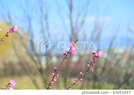 Peach blossoms　 63052937