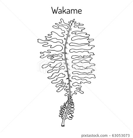 Wakame Undaria pinnatifida , edible seaweed 63053073