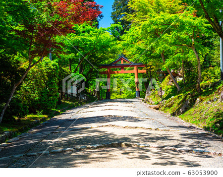 Hiyoshi Taisha's fresh green 63053900