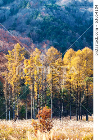 Hiruzen Kogen Autumn Scenery Hiruzen Kogen Autumn Scenery 63054104