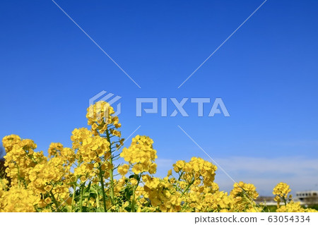 Gongendo Park Spring Full bloom Sunny 63054334