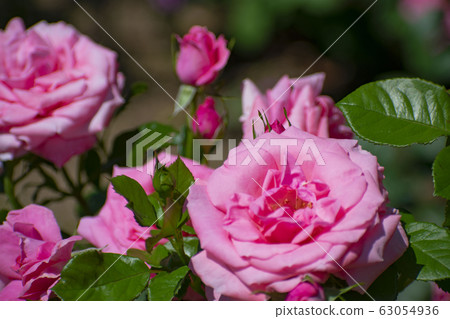 Pink rose (Magari) in Nakanoshima Park Pink rose (Magari) in Nakanoshima Park 63054936