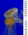 White and yellow Chrysaora jelly fish swimming 63054982