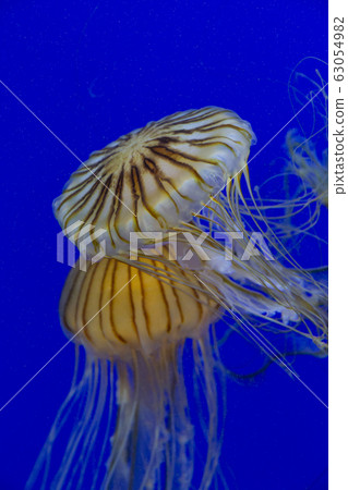White and yellow Chrysaora jelly fish swimming White and yellow Chrysaora jelly fish swimming 63054982