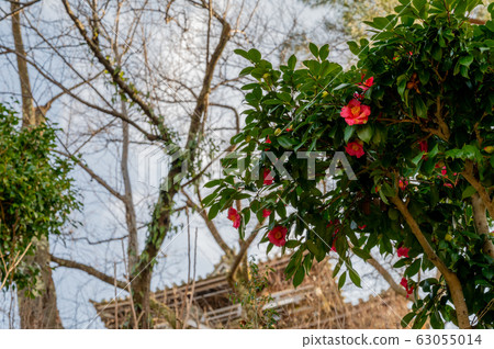 Maruoka Castle, Fukui Prefecture (the oldest surviving castle tower in Japan) Early March 2020 63055014