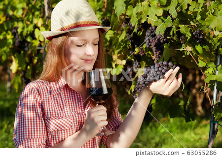 pretty young woman harvesting grapes pretty young woman harvesting grapes 63055286