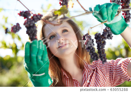 pretty young woman harvesting grapes pretty young woman harvesting grapes 63055288