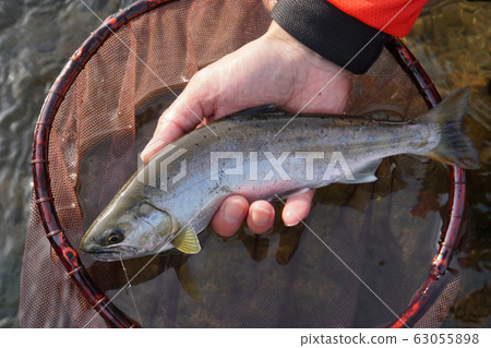 山梅鱒魚（男） 63055898
