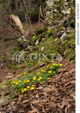 Fukujusou 2020 63056559