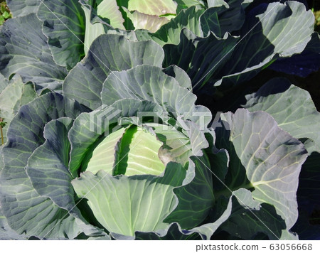 Cabbage with beautiful winding like a petal Cabbage with beautiful winding like a petal 63056668