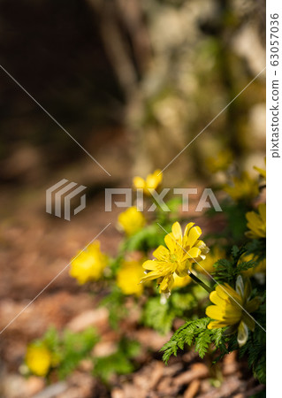 在森林裡的福壽莊 63057036