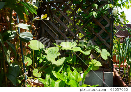 Gardening Fukyamyo garlic Gardening Fukyamyo garlic 63057060