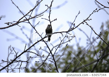 Arao City Yotsuyama Shrine Kogella, Arao City Yotsuyama Shrine Kogella, 63057344