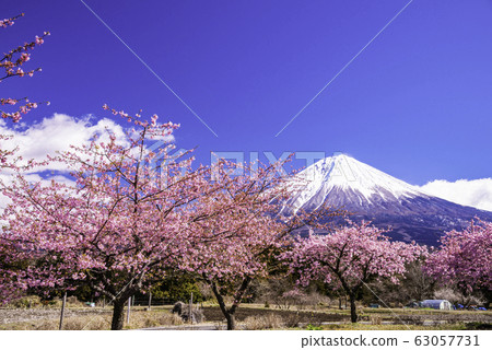 (Shizuoka Prefecture) Kawazu cherry tree and Mt. Fuji blooming at Fujinomiya (Shizuoka Prefecture) Kawazu cherry tree and Mt. Fuji blooming at Fujinomiya 63057731