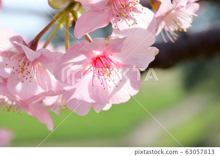 Kawazu cherry tree Kawazu cherry tree 63057813