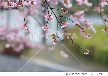 Mejiro mejiro Mejiro mejiro 63057915