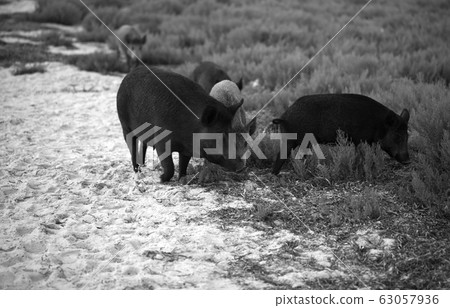 Herd of wild boars grazing on sandy shore Herd of wild boars grazing on sandy shore 63057936