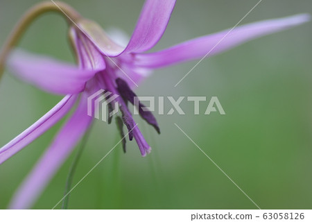 Katakuri, opening, Korankei Katakuri, opening, Korankei 63058126