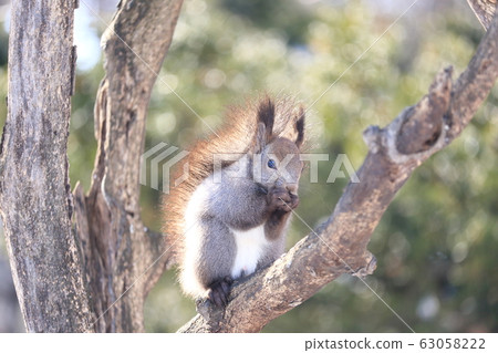 Tokachi Ezoris Obihiro 63058222