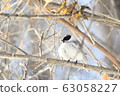 Tokachi, tit, wild bird 63058227