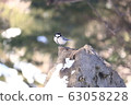 Great tit Tokachi snow scene 63058228
